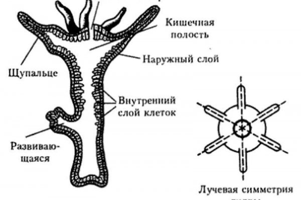 Кракен даркент